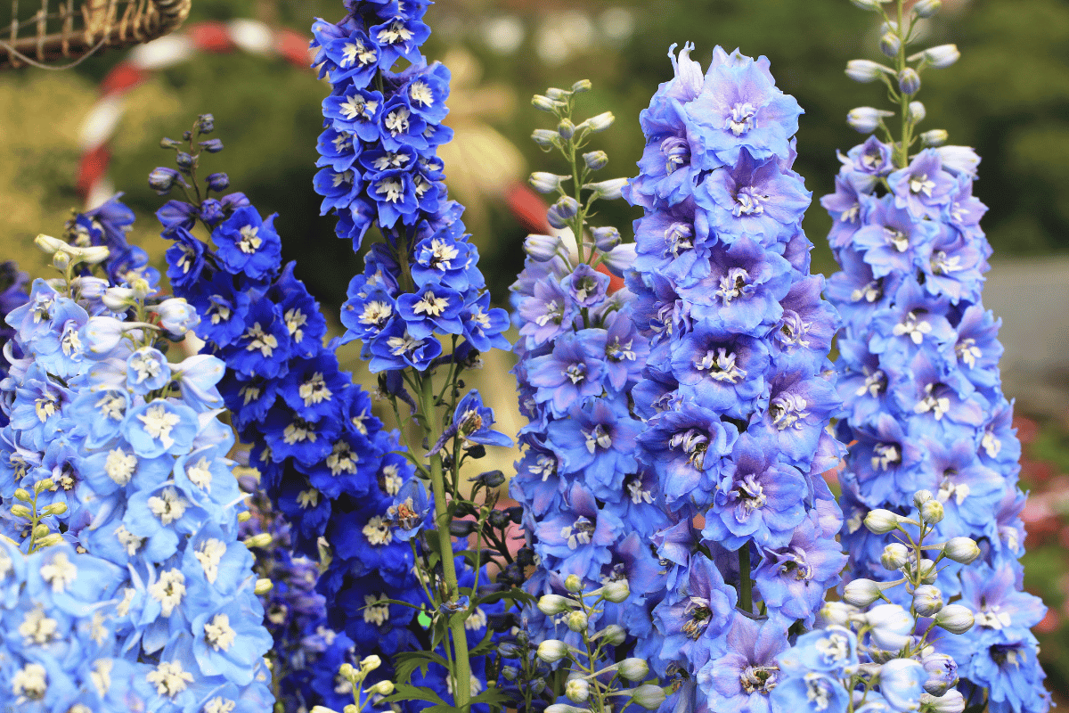 Delphinium (Delphinium species).png